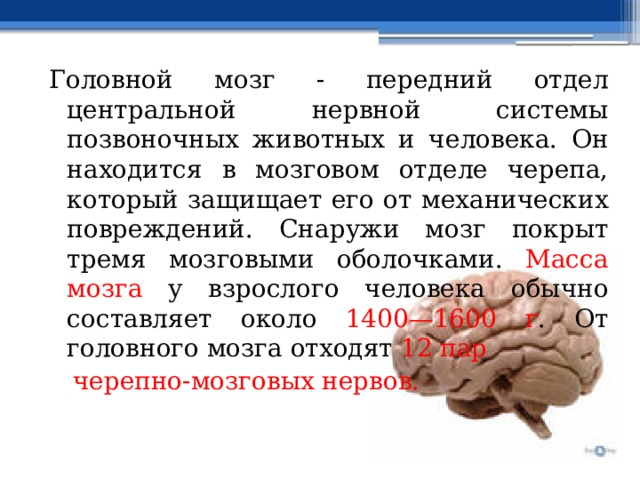 Головной мозг - передний отдел центральной нервной системы позвоночных животных и человека. Он находится в мозговом отделе черепа, который защищает его от механических повреждений. Снаружи мозг покрыт тремя мозговыми оболочками. Масса мозга у взрослого человека обычно составляет около 1400—1600 г . От головного мозга отходят 12 пар  черепно-мозговых нервов. 