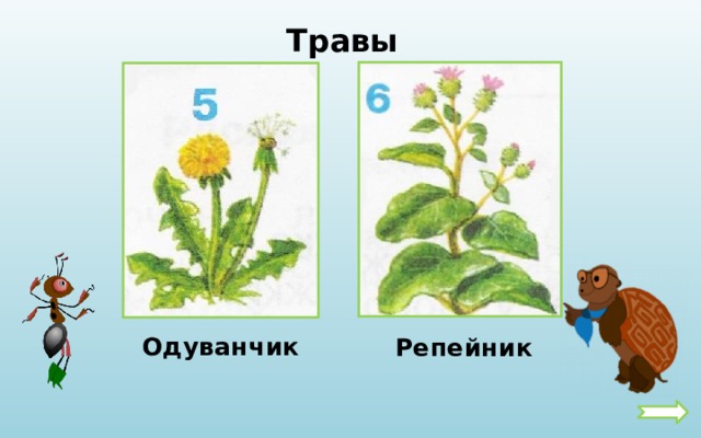  Травы Одуванчик  Репейник 