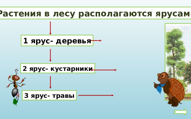 Растения в лесу располагаются ярусами 1 ярус- деревья 2 ярус- кустарники 3 ярус- травы 