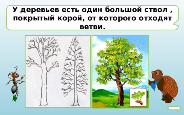 У деревьев есть один большой ствол , покрытый корой, от которого отходят ветви. 