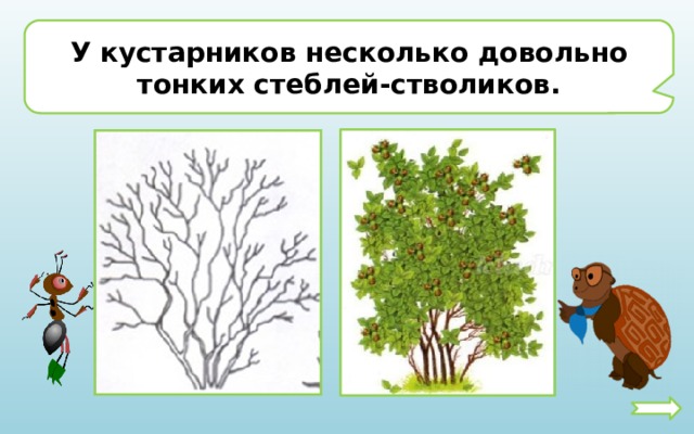 У кустарников несколько довольно тонких стеблей-стволиков. 