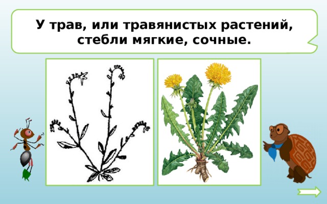 Цветки бывают. Растения у которых мягкие сочные стебли. Мягкие сочные стебли. Растения которые имеют мягкие сочные стебли это. Стебель травянистого растения.