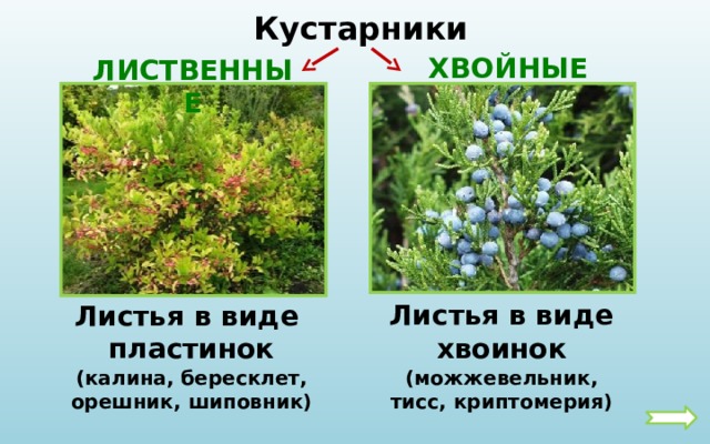 Какие бывают растения окружающий 2. Кустарники лиственные и хвойные. Какие бывают хвойные кустарники. Хвойные кустарники названия 2 класс. Лиственные и хвойные кустарники 2 класс.