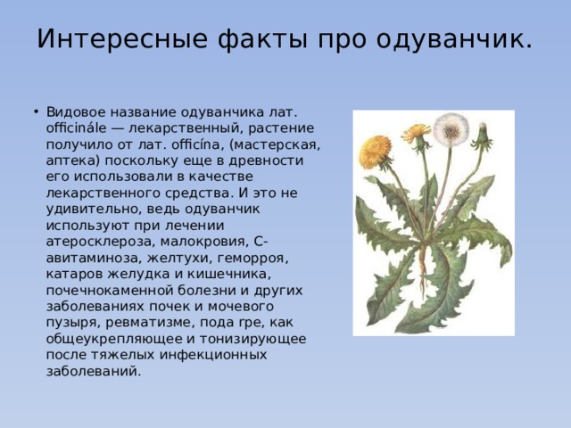 Интересные факты про одуванчик.   Видовое название одуванчика лат. officinále — лекарственный, растение получило от лат. officína, (мастерская, аптека) поскольку еще в древности его использовали в качестве лекарственного средства. И это не удивительно, ведь одуванчик используют при лечении атеросклероза, малокровия, С-авитаминоза, желтухи, геморроя, катаров желудка и кишечника, почечнокаменной болезни и других заболеваниях почек и мочевого пузыря, ревматизме, пода rре, как общеукрепляющее и тонизирующее после тяжелых инфекционных заболеваний. 