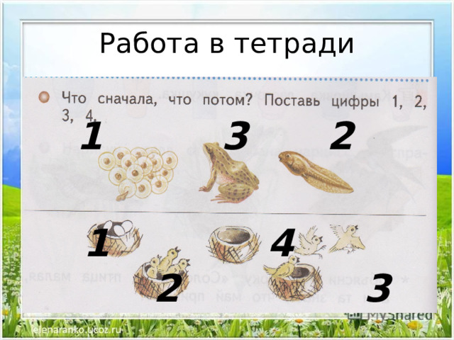 Жизнь земноводных 1 класс презентация начальная школа 21 века презентация