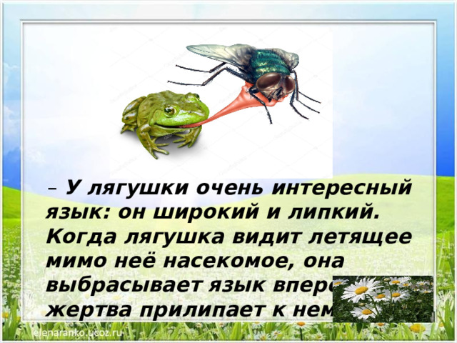 Жизнь земноводных весной 1 класс 21 век конспект урока с презентацией