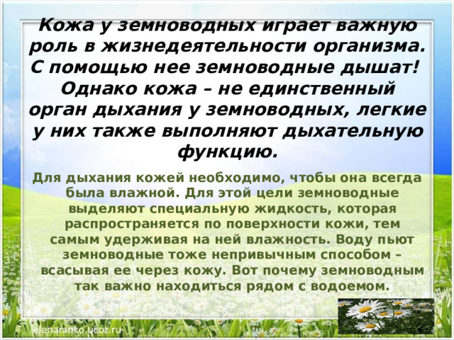 Жизнь земноводных весной презентация 1 класс 21 век презентация