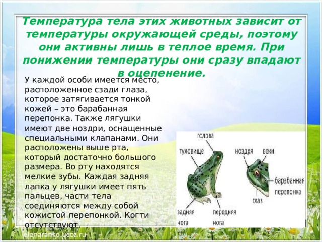 Презентация жизнь земноводных весной 1 класс начальная школа 21 века