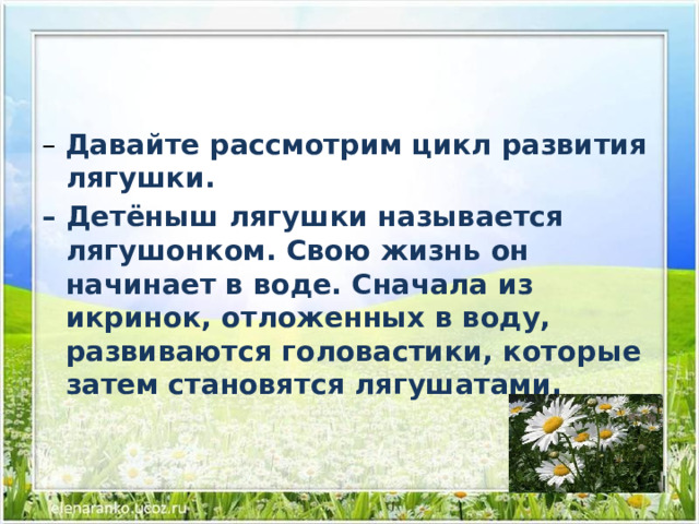 Жизнь земноводных весной 1 класс школа 21 века презентация