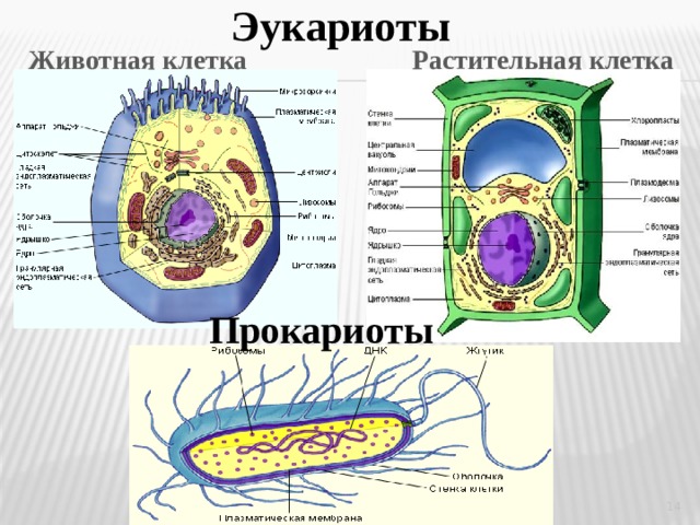 Эукариоты Животная клетка Растительная клетка Прокариоты  