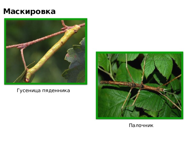 Маскировка Гусеница пяденника  Палочник 