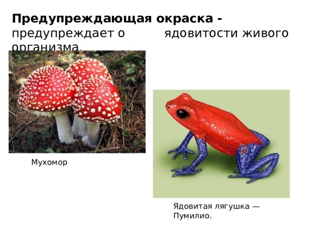 Предупреждающая окраска - предупреждает о …. ядовитости живого организма. Мухомор Ядовитая лягушка — Пумилио. 