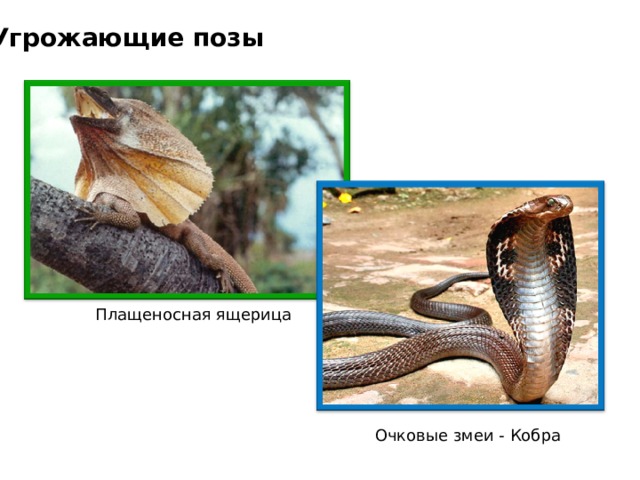Угрожающие позы Плащеносная ящерица  Очковые змеи - Кобра  