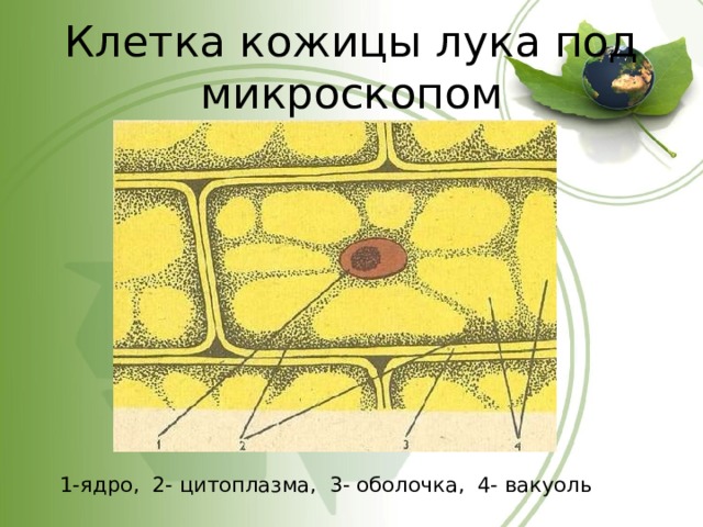 Клетка кожицы лука под микроскопом 1-ядро, 2- цитоплазма, 3- оболочка, 4- вакуоль 