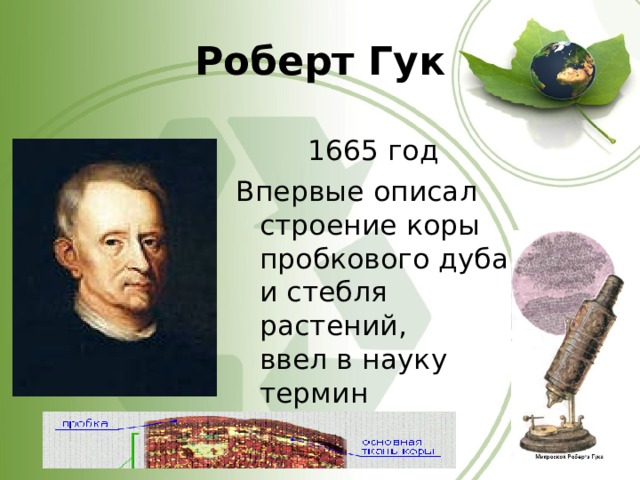 Роберт Гук 1665 год Впервые описал строение коры пробкового дуба и стебля растений,  ввел в науку термин «клетка». 