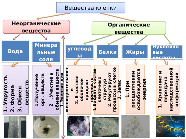 Заполни схему неорганические вещества клетки используя предложенные термины