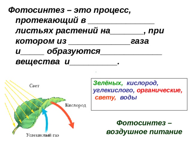 Фотосинтез урок презентация