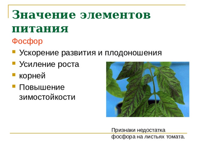 Значение элементов питания Фосфор Ускорение развития и плодоношения Усиление роста корней Повышение  зимостойкости Признаки недостатка фосфора на листьях томата. 