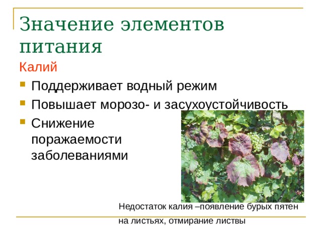 Значение элементов питания Калий Поддерживает водный режим Повышает морозо- и засухоустойчивость Снижение  поражаемости  заболеваниями Недостаток калия –появление бурых пятен  на листьях, отмирание листвы 