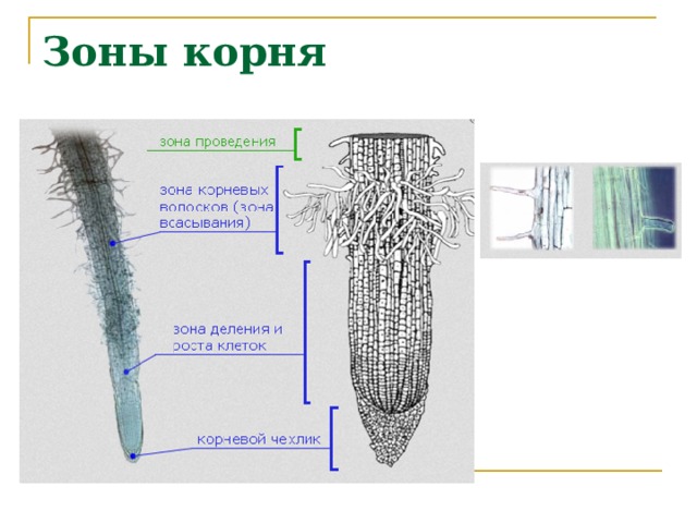 Зоны корня 