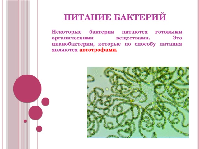 Питание бактерий Некоторые бактерии питаются готовыми органическими веществами. Это цианобактерии, которые по способу питания являются автотрофами.  