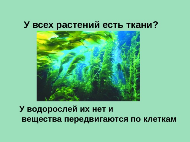 Передвижение воды и питательных веществ в растении 6 класс презентация