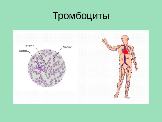 Используя рисунок 89 составьте рассказ о передвижении веществ у растений