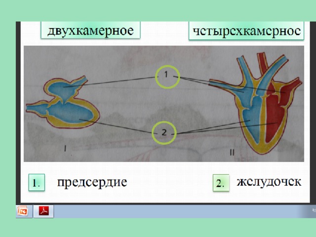 Дыхание транспорт веществ