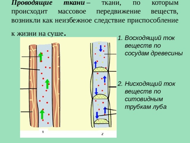 Используя рисунок 89 составьте рассказ о передвижении веществ у растений