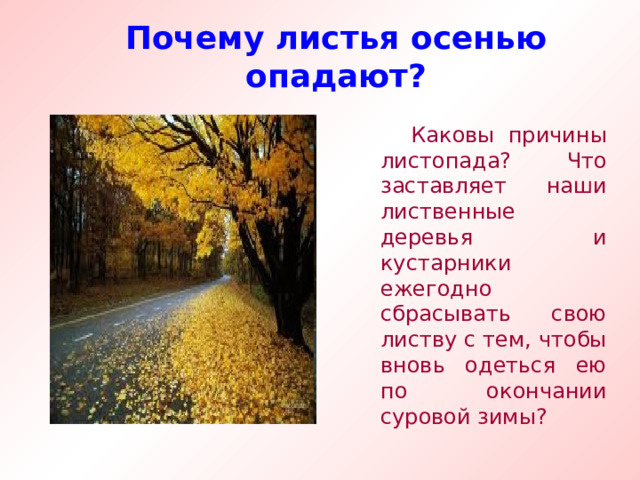 Почему листья осенью опадают?  Каковы причины листопада? Что заставляет наши лиственные деревья и кустарники ежегодно сбрасывать свою листву с тем, чтобы вновь одеться ею по окончании суровой зимы?  