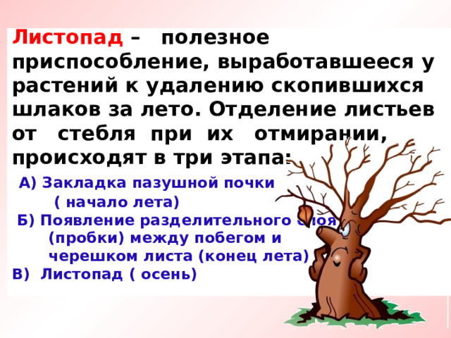 Листопад – полезное приспособление, выработавшееся у растений к удалению скопившихся шлаков за лето. Отделение листьев от стебля при их отмирании, происходят в три этапа:   А) Закладка пазушной почки  ( начало лета)  Б) Появление разделительного слоя  (пробки) между побегом и  черешком листа (конец лета)  В) Листопад ( осень)   