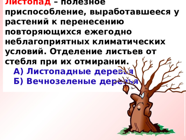 Листопад – полезное приспособление, выработавшееся у растений к перенесению повторяющихся ежегодно неблагоприятных климатических условий. Отделение листьев от стебля при их отмирании.  А) Листопадные деревья  Б) Вечнозеленые деревья   