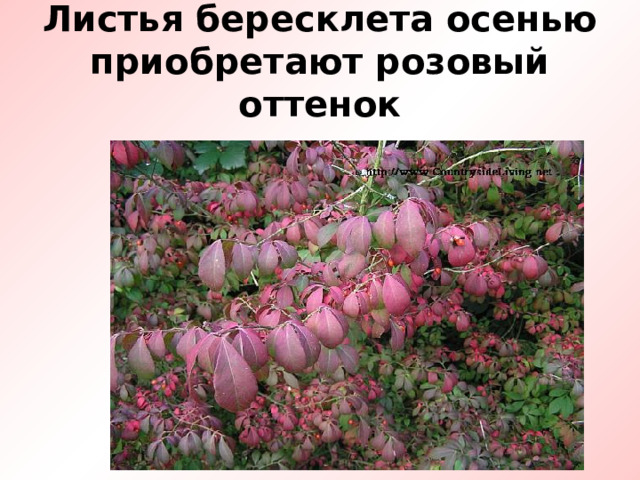 Листья бересклета осенью приобретают розовый оттенок 