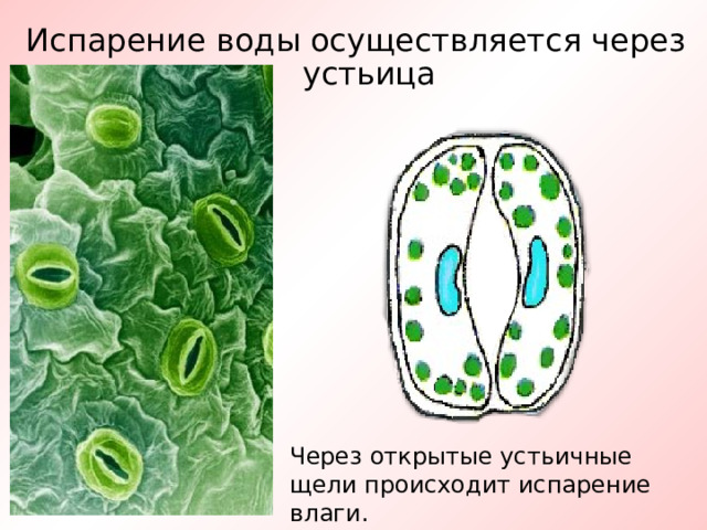 Испарение воды осуществляется через устьица Через открытые устьичные щели происходит испарение влаги. 