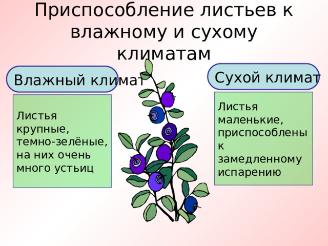 Приспособление листьев к влажному и сухому климатам Сухой климат Влажный климат Листья маленькие, приспособлены к замедленному испарению Листья крупные, темно-зелёные, на них очень много устьиц 