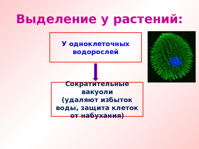 Выделение у растений: У одноклеточных водорослей Сократительные вакуоли (удаляют избыток воды, защита клеток от набухания) 