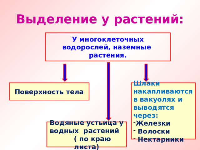 Выделение у растений: У многоклеточных водорослей, наземные растения. Шлаки накапливаются в вакуолях и выводятся через: Поверхность тела Железки  Волоски  Нектарники Водяные устьица у водных растений ( по краю листа) 