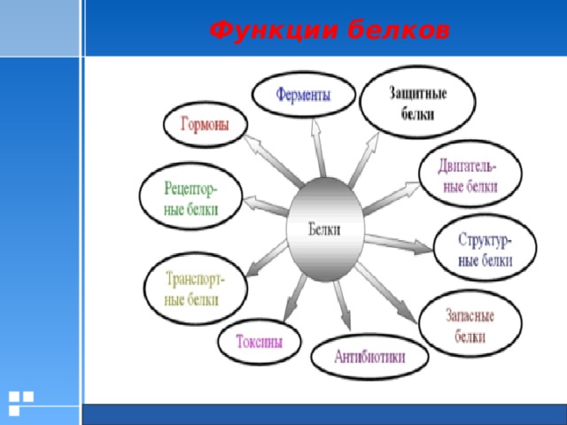 Белки функции белков 10 класс презентация