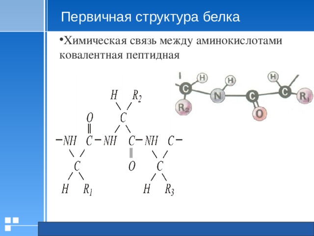 Первичная структура белка Химическая связь между аминокислотами ковалентная пептидная 