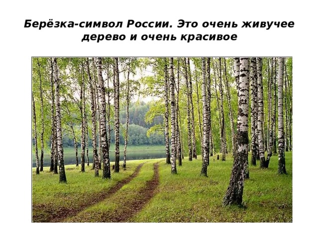 Берёзка-символ России. Это очень живучее дерево и очень красивое 