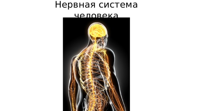 Нервная система  человека 