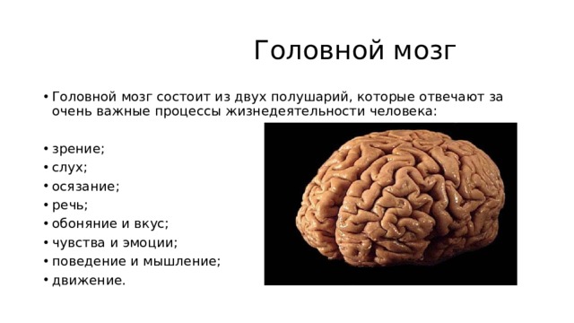 Головной мозг Головной мозг состоит из двух полушарий, которые отвечают за очень важные процессы жизнедеятельности человека: зрение; слух; осязание; речь; обоняние и вкус; чувства и эмоции; поведение и мышление; движение. 