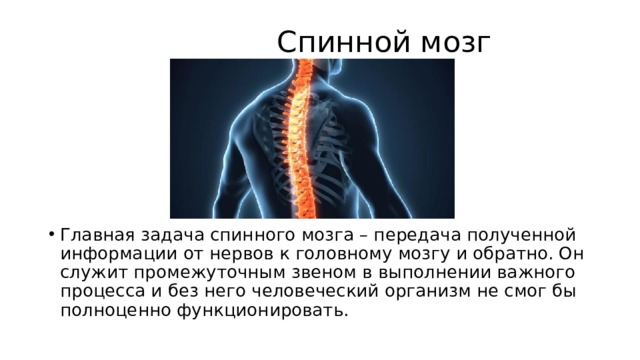  Спинной мозг Главная задача спинного мозга – передача полученной информации от нервов к головному мозгу и обратно. Он служит промежуточным звеном в выполнении важного процесса и без него человеческий организм не смог бы полноценно функционировать. 