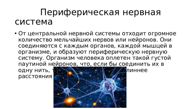  Периферическая нервная система От центральной нервной системы отходит огромное количество мельчайших нервов или нейронов. Они соединяются с каждым органов, каждой мышцей в организме, и образуют периферическую нервную систему. Организм человека оплетен такой густой паутиной нейронов, что, если бы соединить их в одну нить, то она выйдет в 4 раза длиннее расстояния от Земли до Луны. 