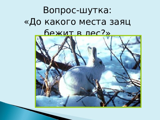 Вопрос-шутка: «До какого места заяц бежит в лес?» 