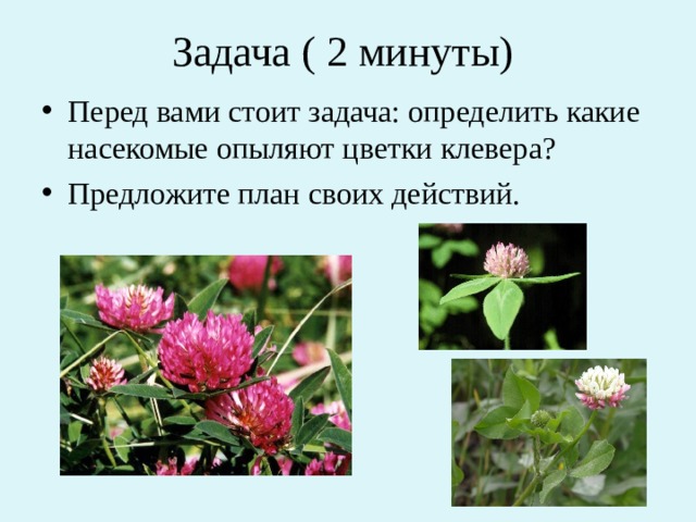 Задача ( 2 минуты) Перед вами стоит задача: определить какие насекомые опыляют цветки клевера? Предложите план своих действий. 