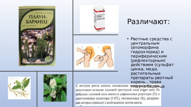 Различают: Рвотные средства с центральным (апоморфина гидрохлорид) и периферическим (рефлекторным) действием (сульфат цинка, меди, растительные препараты рвотный корень , трава плауна-баранца 