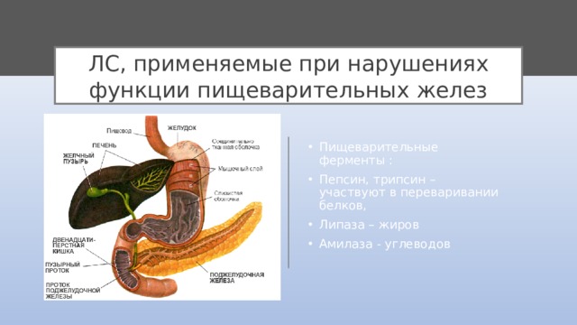 ЛС, применяемые при нарушениях функции пищеварительных желез Пищеварительные ферменты : Пепсин, трипсин – участвуют в переваривании белков, Липаза – жиров Амилаза - углеводов 