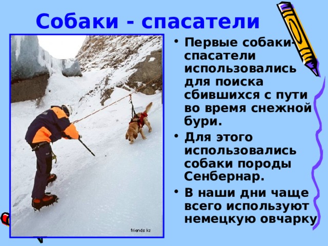 Собаки - спасатели Первые собаки-спасатели использовались для поиска сбившихся с пути во время снежной бури. Для этого использовались собаки породы Сенбернар. В наши дни чаще всего используют немецкую овчарку 