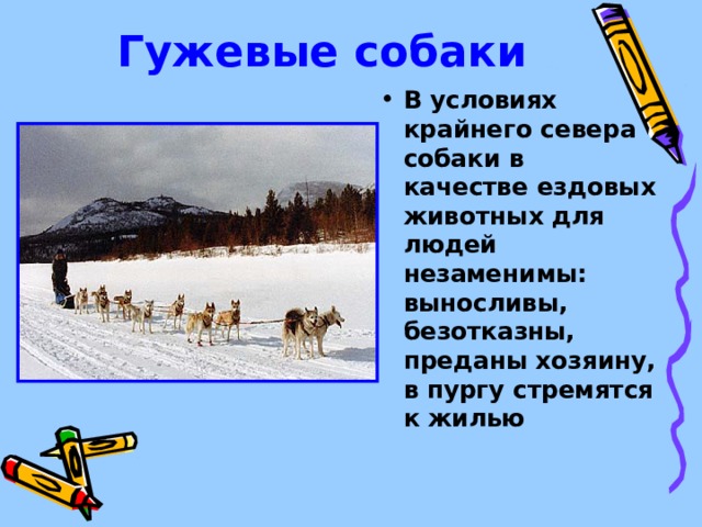 Гужевые собаки В условиях крайнего севера собаки в качестве ездовых животных для людей незаменимы: выносливы, безотказны, преданы хозяину, в пургу стремятся к жилью 